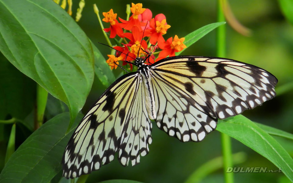 Paper Kite (Idea leuconoe)